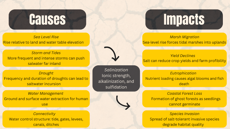 Defines the causes of saltwater intrusion and possible impacts