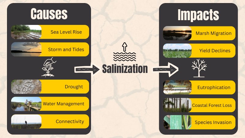  Summarizes the cause and impacts of saltwater intrusion on various landscapes 