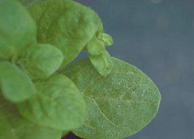 Petunia damaged by air pollution