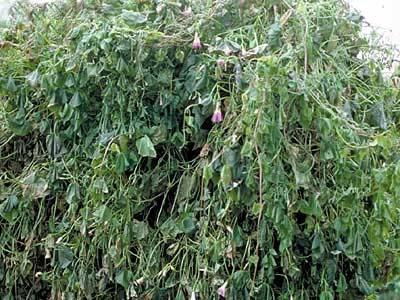 Frost on morning glory
