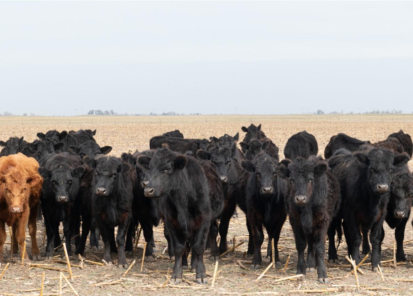 Herd of cattle in a harvested corn field