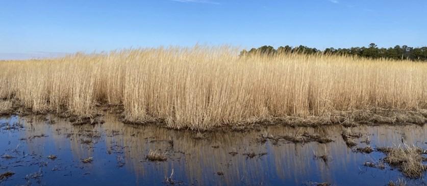 Giant miscanthus growing on land affected by severe deer damage, saltwater intrusion, and waterlogging.