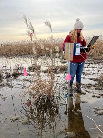 Giant miscanthus growing in year-round waterlogged part of field; Soil moisture data collection from plot two.