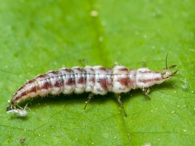 Lacewing larva on a leaf