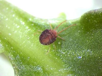 Clover mite on a leaf