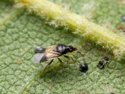 Minute pirate bug on a leaf