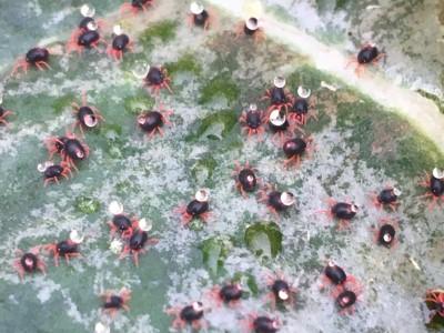 Redlegged winter mites on a leaf