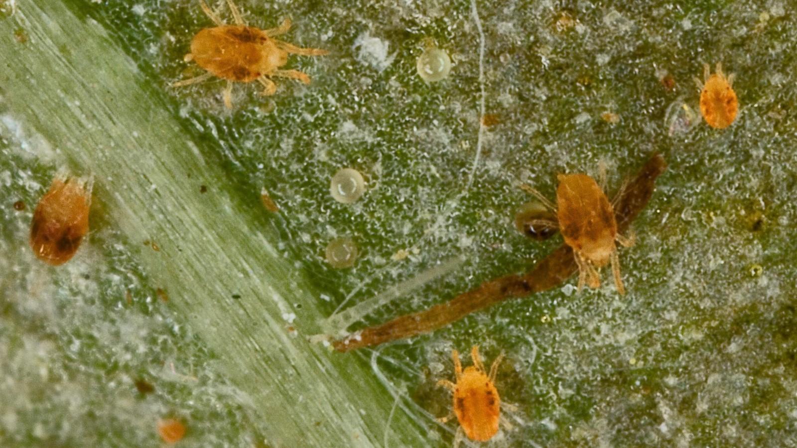 Magnification of twospotted spider mites on leaf