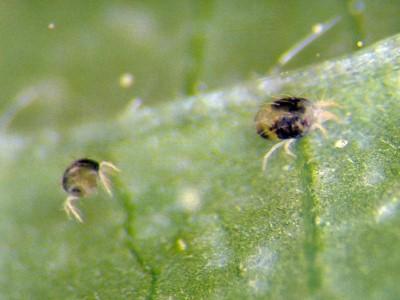 Twospotted spider mites under a leaf