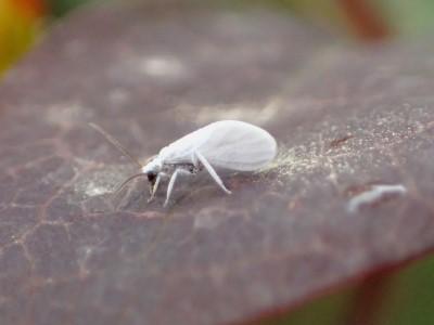 Dustywing insect on a leaf