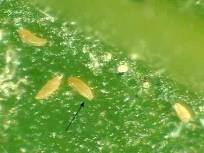 Magnified view of yellow eriophyid mites on a leaf