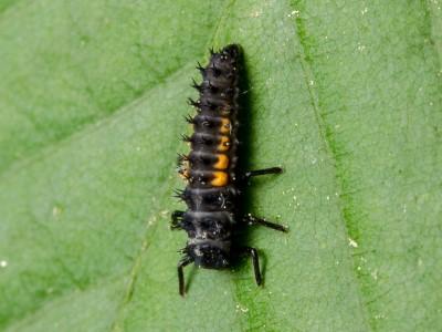 Ladybug larva on a leaf