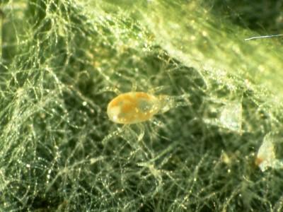 Magnified view of a predatory mite walking through leaf hairs