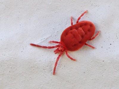 Magnified view of a red velvet mite