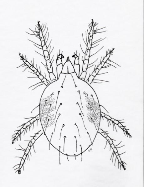 Drawing of a twospotted spider mite