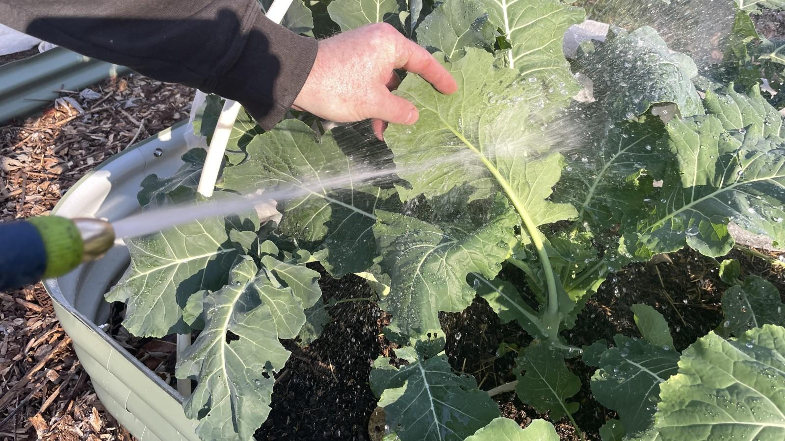 Using a plain water spray from a hose to knock pests off of a plant