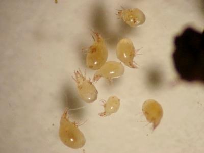 Magnified view of bulb mites removed from a plant
