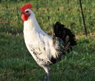 Fayoumi Rooster