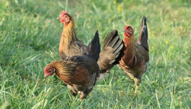 Light brown leghorn hens