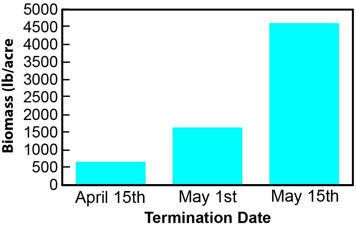 A bar graph displaying the spring biomass accumulation of rye cover crops based on different termination dates. Each bar represents the biomass measured at specific termination times, illustrating the variations in growth and accumulation.