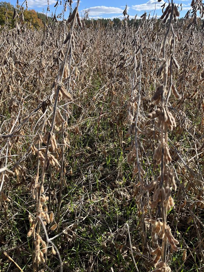 heat + vetch cover crop aerially seeded into standing soybean.