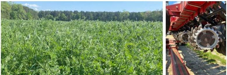 n planter with “shark teeth” was able to cut through waist-high stand of hairy vetch (Photo credits Haley Sater (vetch) and Sarah Hirsh (equipment)). Alt text: Corn planter with “shark teeth” was able to cut through waist-high stand of hairy vetch.