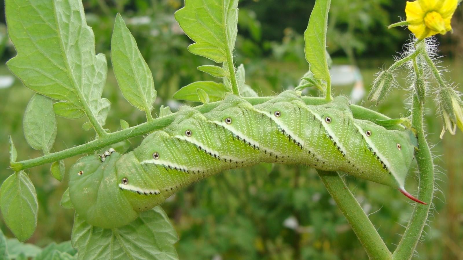 Tobacco Hornworm on a tomato plant