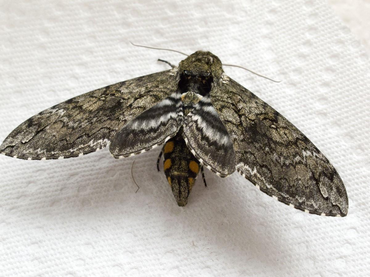 Tobacco Hornworm adult moth