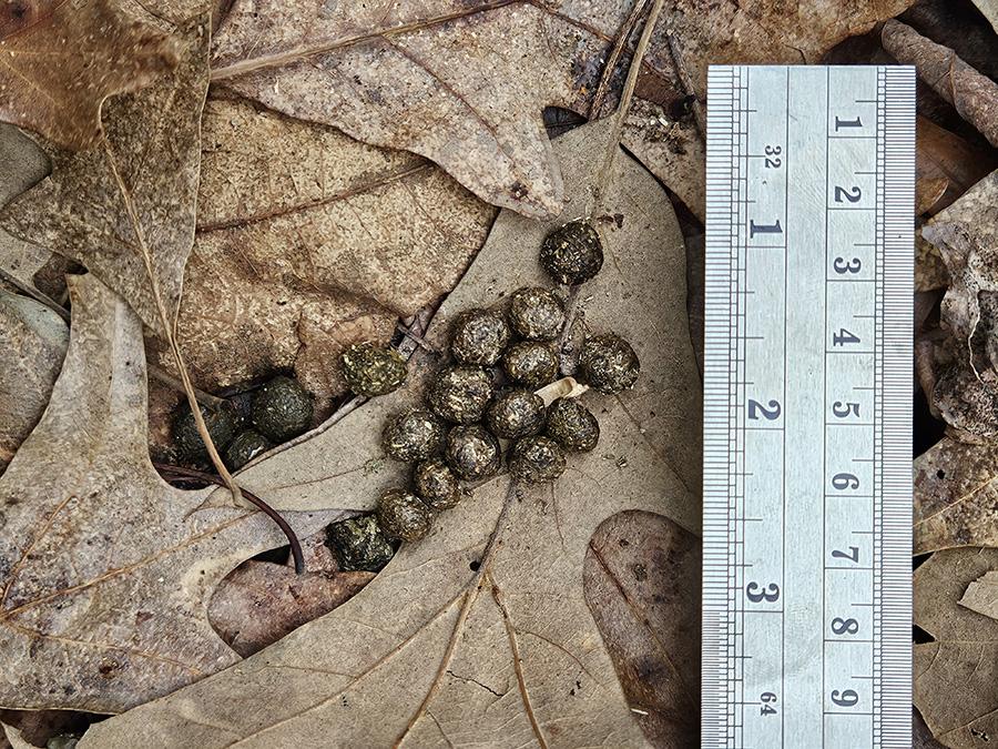 A pile of rabbit feces on oak leaves.