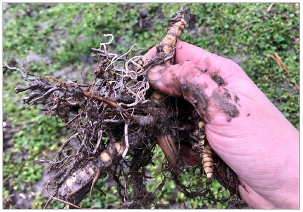 Giant miscanthus rhizome