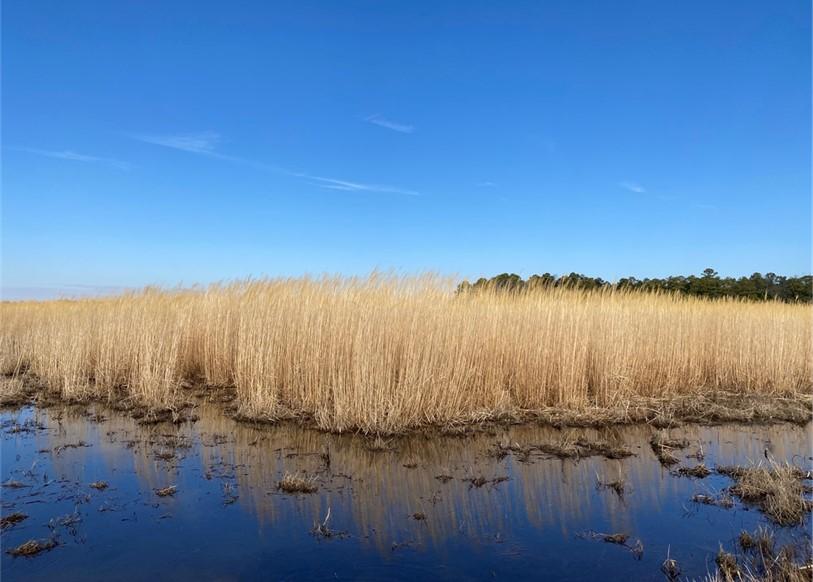 An area showing Giant miscanthus growing amidst severe deer damage, saltwater intrusion, and waterlogging conditions.