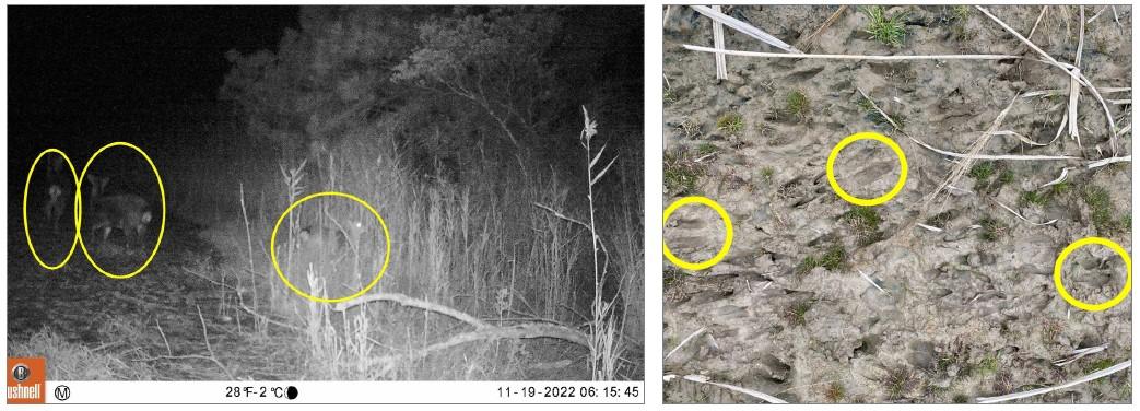 An image captured by a wildlife camera at night, depicting three deer grazing among tall giant miscanthus grass (left). A close up of several deer tracks in a giant miscanthus field (right).