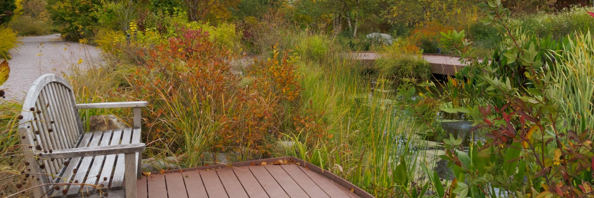 Mixed native plants and garden bench in autumn