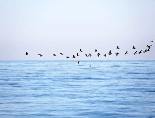 birds flying over the ocean