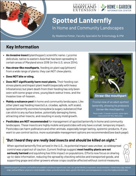 Spotted Lanternfly handout thumbnail