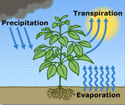 Diagram illustrating water cycle processes involving a plant, showing precipitation as blue arrows falling from clouds, transpiration as upward yellow arrows from leaves toward the sun, and evaporation as upward blue wavy arrows from soil. The diagram highlights key stages of water movement through environment and plant interaction.