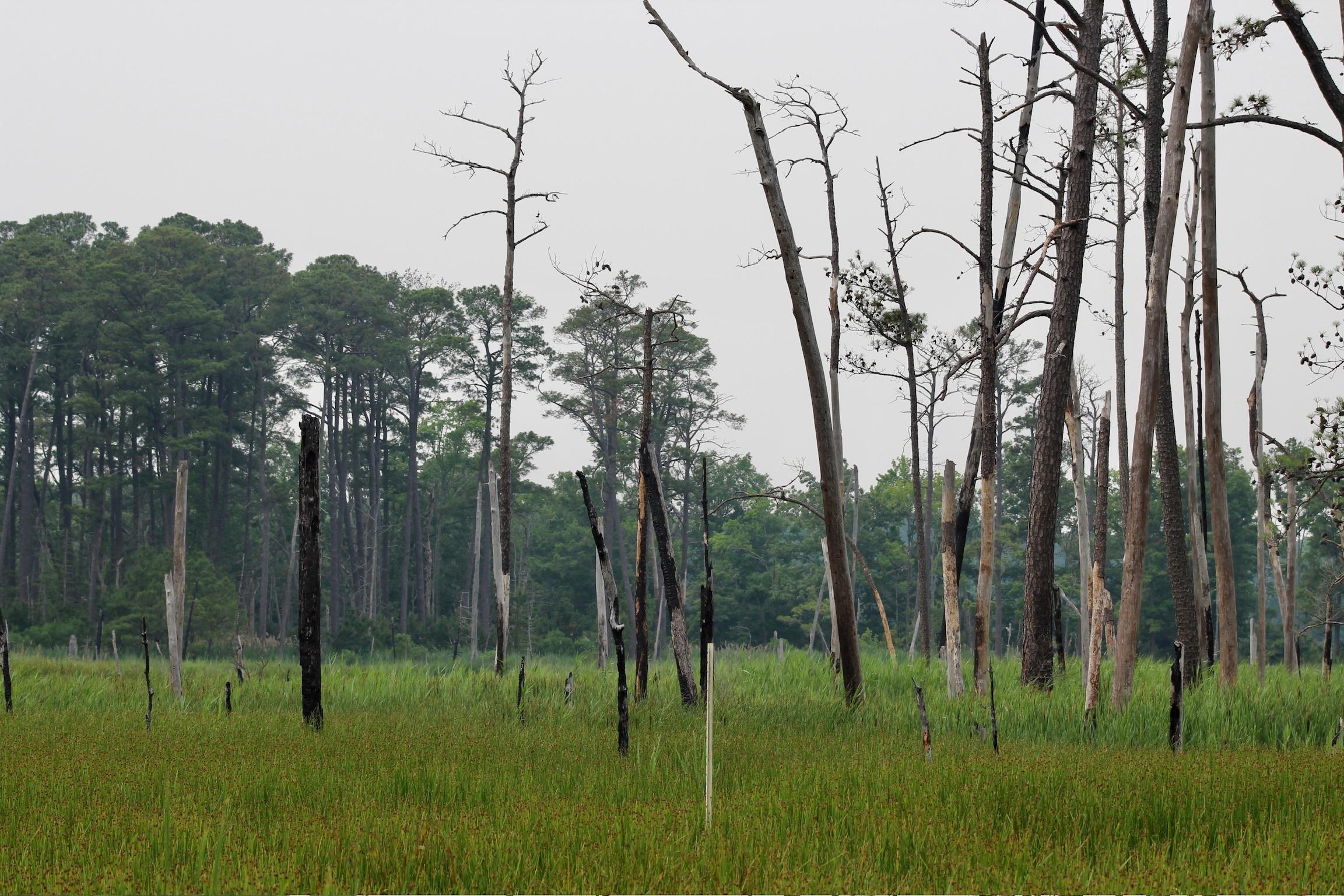 Image of a ghost forest