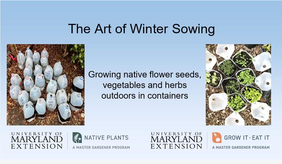 Photos of plant jugs and seeds for winter sowing