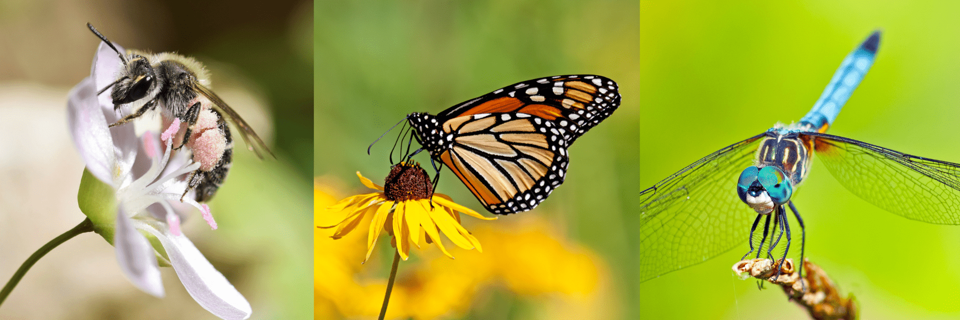 A collage featuring a photo of a spring beauty mining bee on a flower, a monarch butterfly on a flower, and a blue dasher dragonfly on a grass seed head.