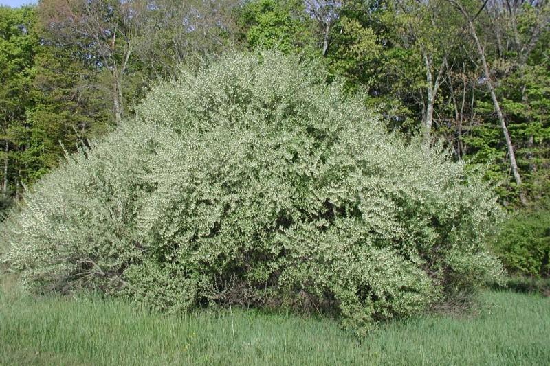 Wide, mounding growth habit of a mature autumn olive shrub.