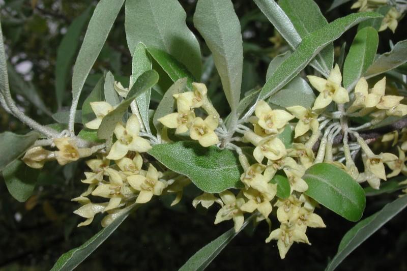 Abundant pale yellow flowers on an autumn olive branch.