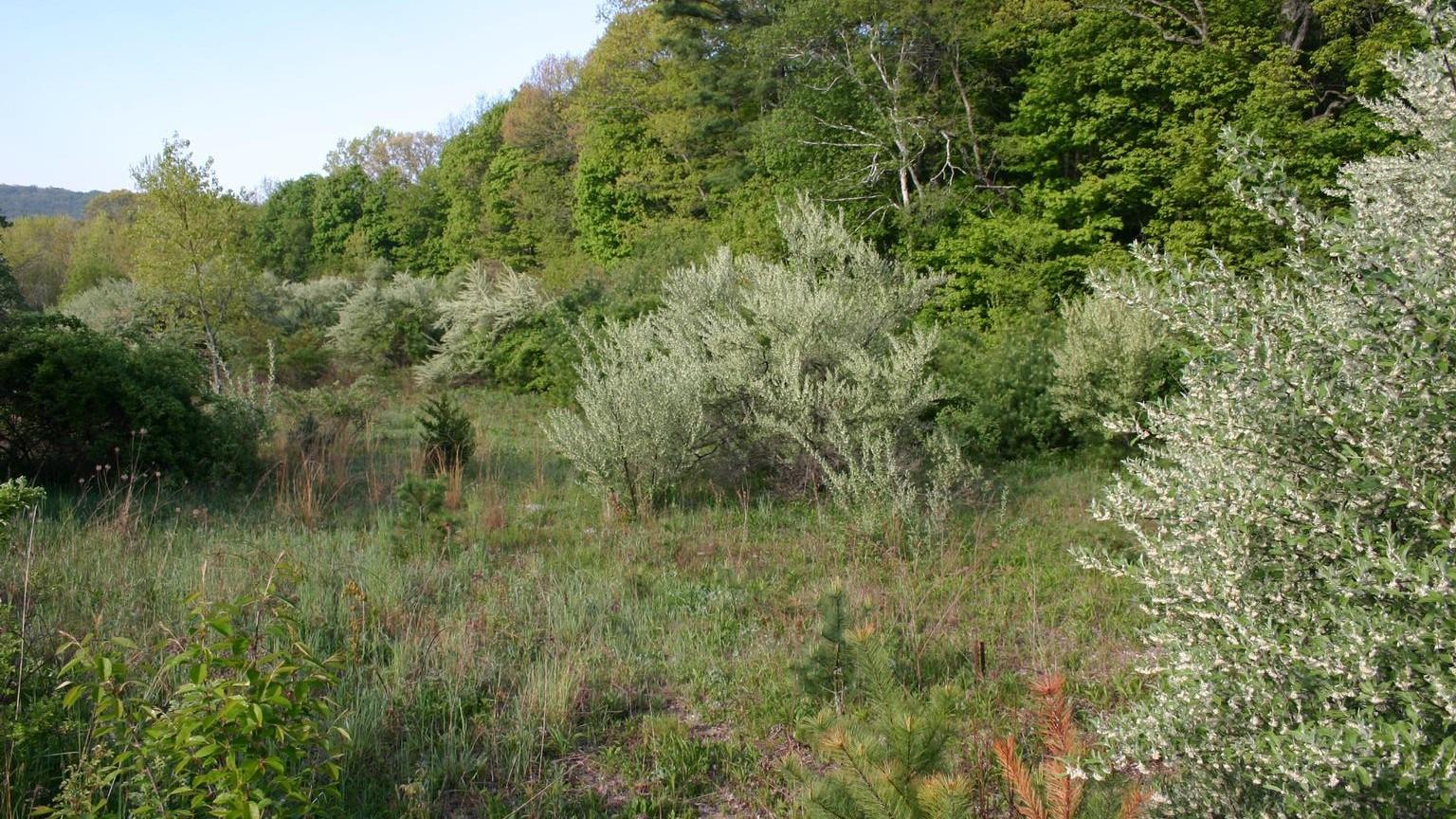 Numerous autumn olive shrubs colonizing open habitat next to a forest.
