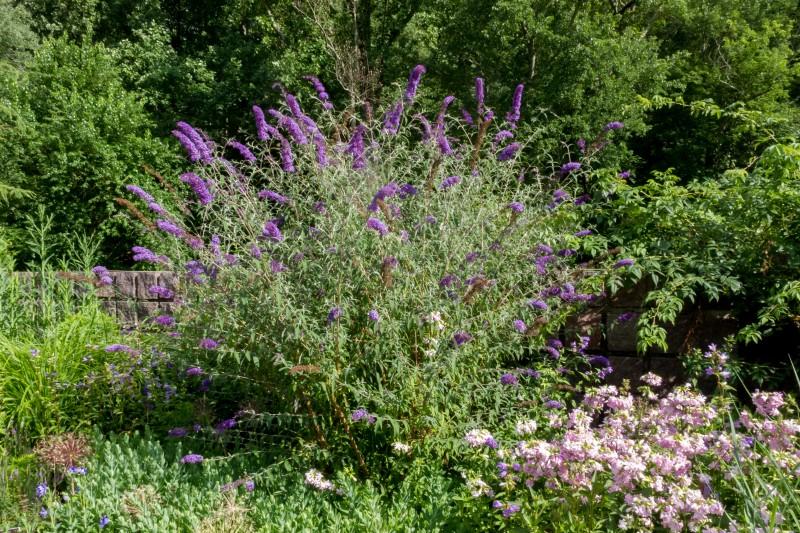 Rounded growth habit with arching branches, typical of mature butterfly bush.