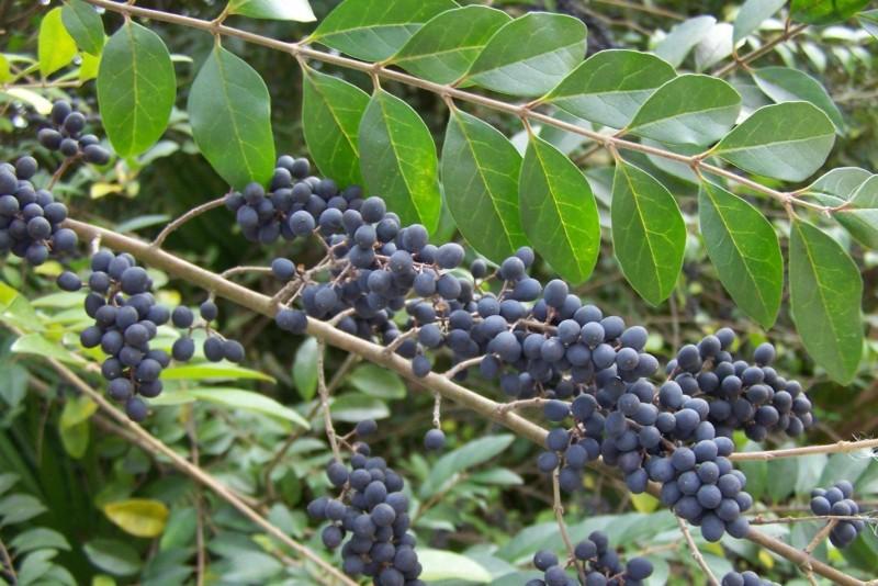 Abundant blue-black berry clusters covering a Chinese privet branch.