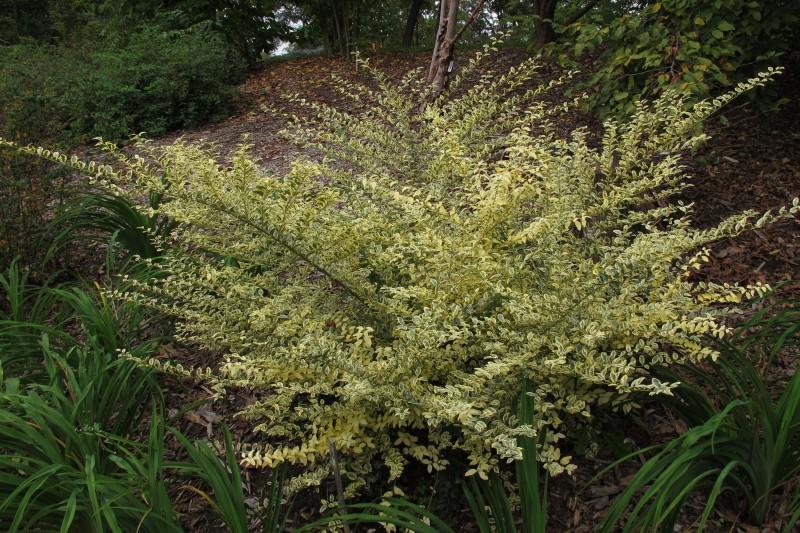 Variegated Chinese privet cultivar with herringbone-like branching structure.