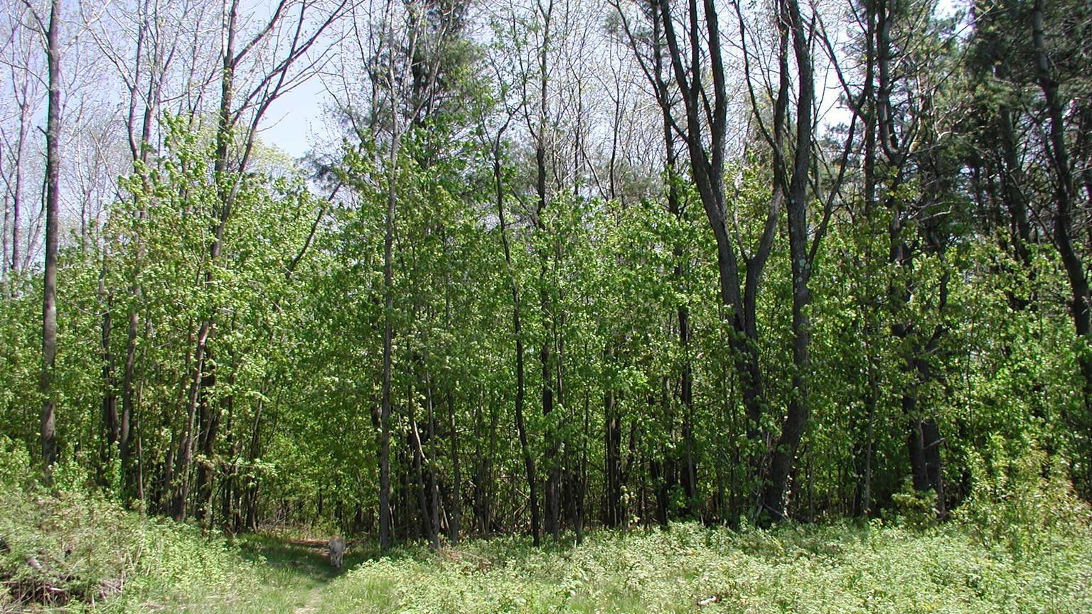 Norway maple saplings taking over a forest understory and leafing-out earlier than the canopy trees.