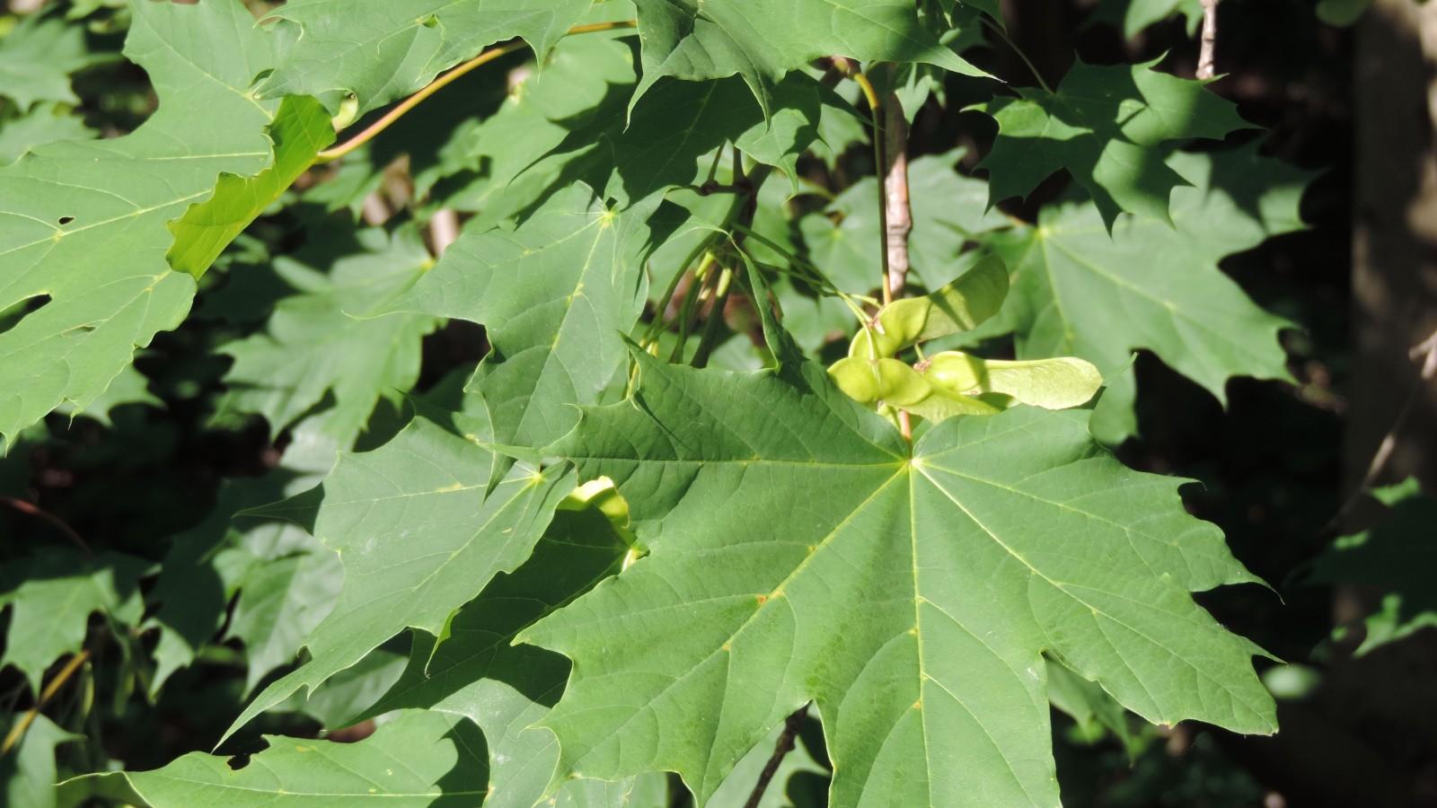 Norway maple leaves and seed cluster.