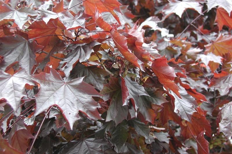 Norway maple cultivar with plum-purple leaves.