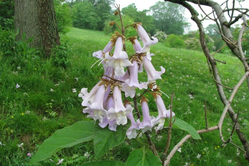 Branch tip cluster of light purple and white trumpet-shaped flowers.