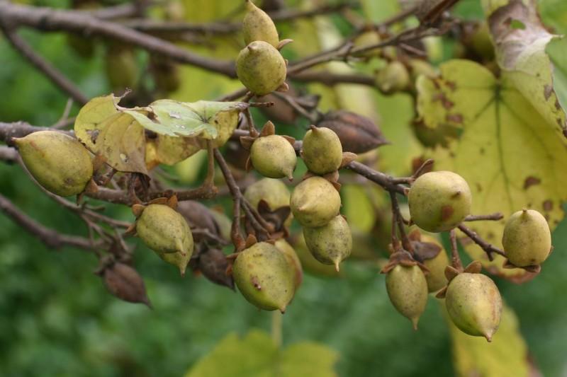 Clusters of immature yellow-green seed pods of princess tree.
